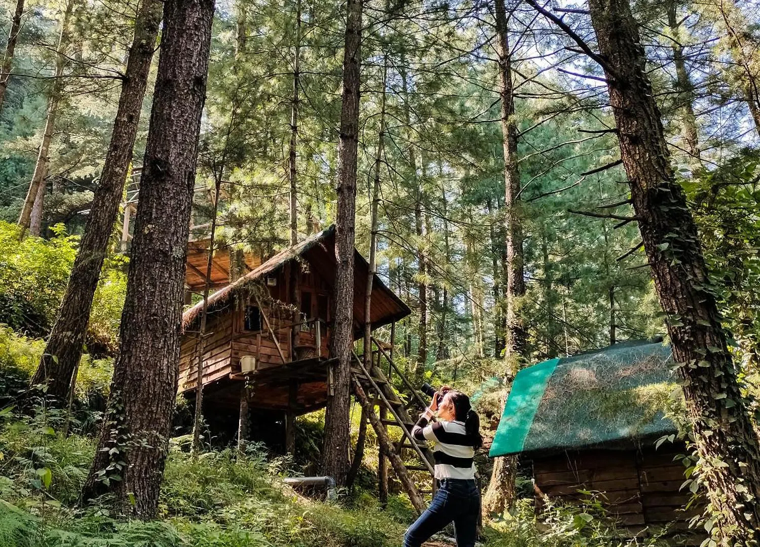 Chalet Livingstone Ojuven Treehouses Shimla